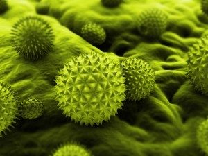 Illustration of pollen close up - Mechanicsburg, PA